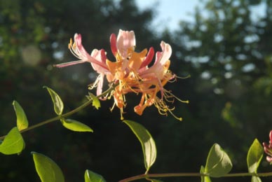 Lonicera periclymenumWilde kamperfoelie bestellen